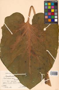 Связноплодник почколистный Schott ex Tzvelev, Сибирь, Дальний Восток (S6) (Россия)