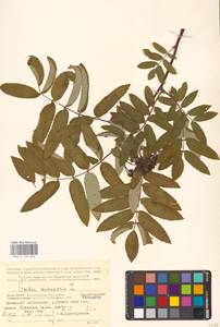 Рябина обыкновенная L., Восточная Европа, Северный район (E1) (Россия)