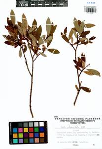 Ива жестеролистная Pall., Сибирь, Прибайкалье и Забайкалье (S4) (Россия)