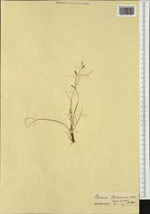 Carex brachystachys Schrank, Западная Европа (EUR)