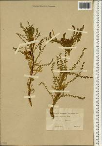 Astragalus aleppicus, Зарубежная Азия (ASIA) (Турция)