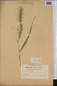 Elymus canadensis L., Америка (AMER) (Неизвестно)