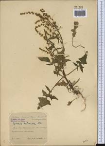 Spinacia oleracea subsp. turkestanica (Iljin) Del Guacchio & P. Caputo, Средняя Азия и Казахстан, Сырдарьинские пустыни и Кызылкумы (M7) (Узбекистан)