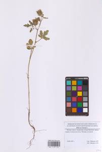 Trionum annuum Medik., Восточная Европа, Московская область и Москва (E4a) (Россия)