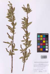 Ива трехтычинковая L., Восточная Европа, Московская область и Москва (E4a) (Россия)