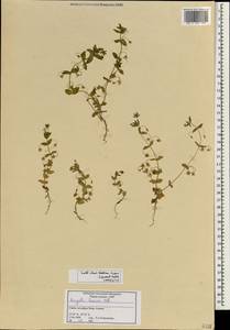 Lysimachia foemina (Mill.) U. Manns & Anderb., Зарубежная Азия (ASIA) (Сирия)