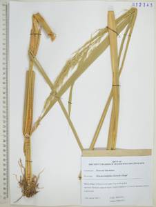 Цицания широколистная (Griseb.) Hance ex F.Muell., Сибирь, Дальний Восток (S6) (Россия)
