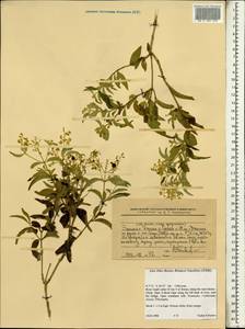 Magnoliopsida, Африка (AFR) (Эфиопия)