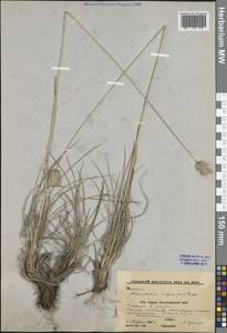 Лисохвост влагалищный (Willd.) Pall. ex Kunth, Кавказ, Ставропольский край, Карачаево-Черкесия, Кабардино-Балкария (K1b) (Россия)