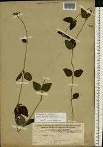 Пахучка обыкновенная L., Восточная Европа, Волжско-Камский район (E7) (Россия)