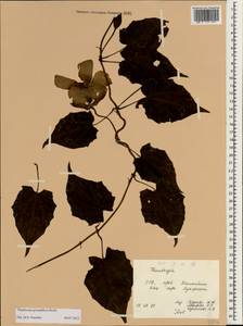 Thunbergia grandiflora (Roxb. ex Rottler) Roxb., Зарубежная Азия (ASIA) (Вьетнам)