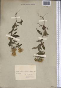 Pentanema britannicum (L.) D.Gut.Larr., Santos-Vicente, Anderb., E.Rico & M.M.Mart.Ort., Сибирь, Прибайкалье и Забайкалье (S4) (Россия)