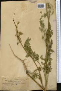 Морковь обыкновенная, Морковь дикая L., Средняя Азия и Казахстан, Северный и Центральный Тянь-Шань (M4) (Казахстан)