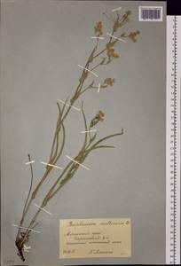 Володушка многожилковая DC., Сибирь, Алтай и Саяны (S2) (Россия)