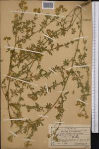 Люцерна посевная L., Средняя Азия и Казахстан, Западный Тянь-Шань и Каратау (M3) (Казахстан)