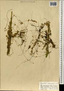 Повилика европейская L., Монголия (MONG) (Монголия)