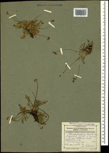 Низкозонтичник бесстебельный (M.Bieb.) Boiss., Кавказ, Дагестан (K2) (Россия)