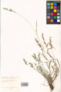 Bromus hordeaceus subsp. hordeaceus, Восточная Европа, Московская область и Москва (E4a) (Россия)