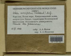Ulota curvifolia (Wahlenb.) Sw., Гербарий мохообразных, Мхи - Карелия, Ленинградская и Мурманская области (B4) (Россия)
