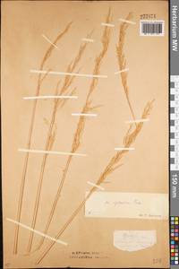 Neotrinia splendens (Trin.) M.Nobis, P.D.Gudkova & A.Nowak, Средняя Азия и Казахстан, Северный и Центральный Казахстан (M10) (Казахстан)