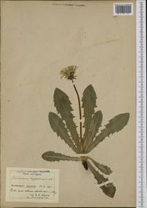 Taraxacum hypochaeris Dahlst., Западная Европа (EUR) (Норвегия)