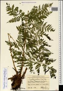 Dryopteris dilatata subsp. dilatata, Кавказ, Ставропольский край, Карачаево-Черкесия, Кабардино-Балкария (K1b) (Россия)