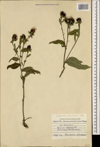 Centaurea phrygia subsp. salicifolia (M. Bieb. ex Willd.) Mikheev, Кавказ, Азербайджан (K6) (Азербайджан)