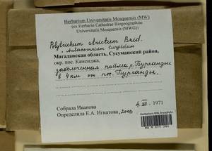 Aulacomnium turgidum (Wahlenb.) Schwägr., Гербарий мохообразных, Мхи - Чукотка и Камчатка (B21) (Россия)