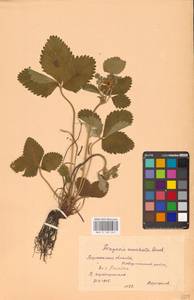 Земляника мускусная Duchesne, Восточная Европа, Центральный лесостепной район (E6) (Россия)