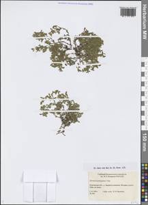 Грыжник многобрачный Gay, Сибирь, Западная Сибирь (S1) (Россия)