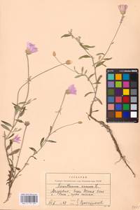 Сухоцвет однолетний L., Восточная Европа, Молдавия (E13a) (Молдавия)