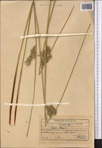 Ситник искривленный L., Средняя Азия и Казахстан, Западный Тянь-Шань и Каратау (M3) (Казахстан)