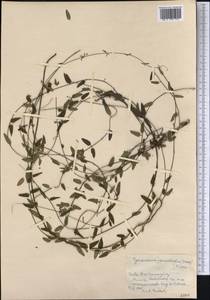 Metastelma penicillatum Griseb., Америка (AMER) (Куба)