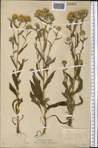 Pentanema britannicum (L.) D.Gut.Larr., Santos-Vicente, Anderb., E.Rico & M.M.Mart.Ort., Средняя Азия и Казахстан, Северный и Центральный Казахстан (M10) (Казахстан)