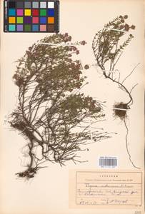 MHA 0 157 363, Тимьян Палласа, Чабрец Палласа Heinr.Braun, Восточная Европа, Центральный лесостепной район (E6) (Россия)