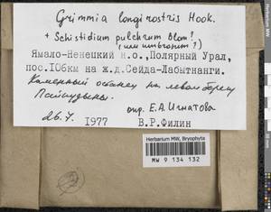 Grimmia longirostris Hook., Гербарий мохообразных, Мхи - Западная Сибирь (включая Алтай) (B15) (Россия)
