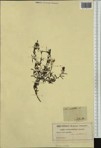 Halimium umbellatum subsp. umbellatum, Западная Европа (EUR) (Франция)