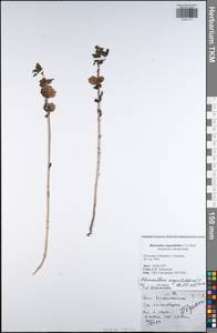 Rhinanthus serotinus subsp. serotinus, Восточная Европа, Центральный район (E4) (Россия)