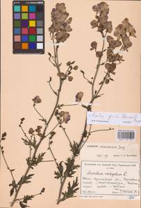 Борец пестрый, Восточная Европа, Западно-Украинский район (E13) (Украина)