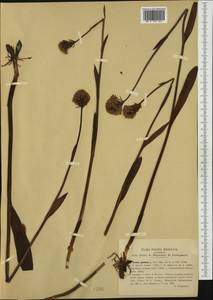 Траунштейнера шаровидная (L.) Rchb., Западная Европа (EUR) (Италия)