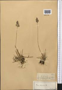 Мятлик альпийский L., Средняя Азия и Казахстан, Джунгарский Алатау и Тарбагатай (M5) (Казахстан)