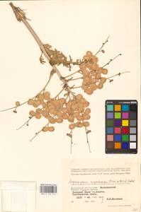 Крупноплодник большеплодный (Fisch. ex DC.) Schischk. ex B.Fedtsch., Восточная Европа, Нижневолжский район (E9) (Россия)