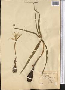 Colchicum robustum (Bunge) Stef., Средняя Азия и Казахстан, Каракумы (M6) (Туркмения)