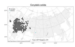 Corydalis solida, Хохлатка плотная (L.) Clairv., Атлас флоры России (FLORUS) (Россия)