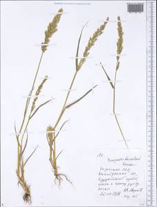 Eragrostis barrelieri Daveau, Средняя Азия и Казахстан, Северный и Центральный Тянь-Шань (M4) (Казахстан)
