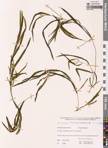 Potamogeton × nitens Weber, Сибирь, Чукотка и Камчатка (S7) (Россия)