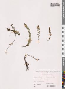 Пузырчатка средняя  Hayne, Сибирь, Чукотка и Камчатка (S7) (Россия)