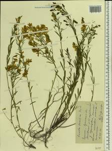 Genista tinctoria subsp. tinctoria, Восточная Европа, Северо-Украинский район (E11) (Украина)
