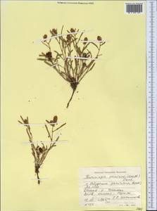 Knorringia sibirica subsp. thomsonii (Meisn.) S. P. Hong, Средняя Азия и Казахстан, Памир и Памиро-Алай (M2) (Таджикистан)
