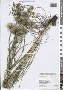 Козлобородник подольский Besser ex DC., Восточная Европа, Центральный лесостепной район (E6) (Россия)